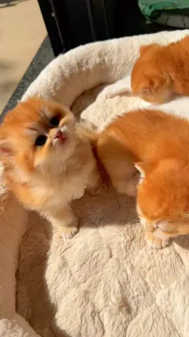 Cute 😎😘#lovelypet #cutebaby #kitten #cat #kittenlove 