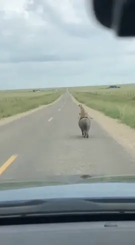 Timon and Pumbaa in real life  #funnyvideos #funny 
