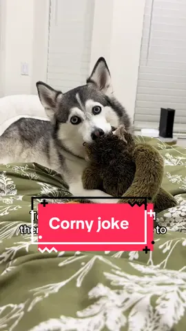 She is not phased 🤣🤣🤣 #dog 