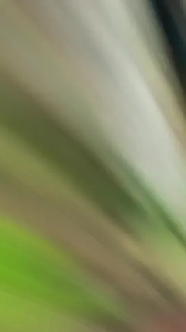 #pokemon30 #pokemon25thanniversary 