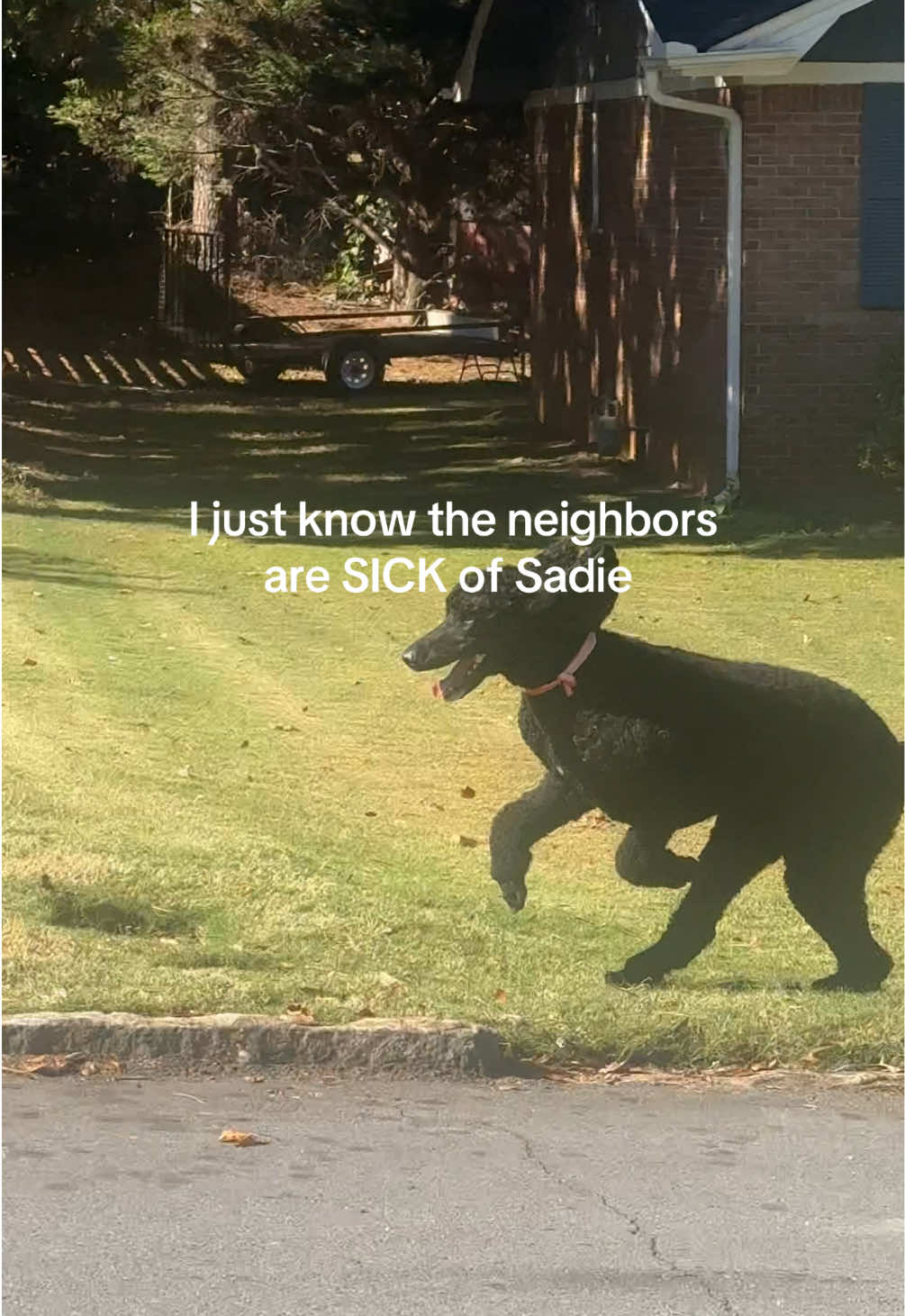 sadie has selective hearing I guess 😭😭 #poodlesoftiktok #dogsoftiktok #funnyvideos #dog #funnydog 