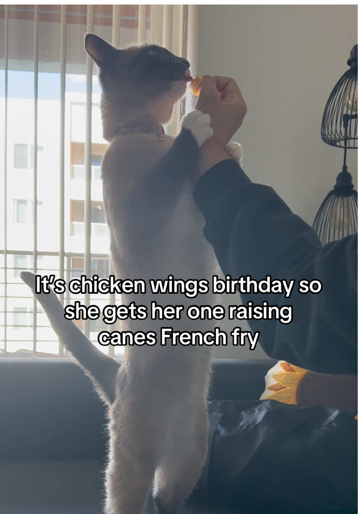 Happy birthday my Mavvy Marie!! We love you so much 🤍 #siameses #catsoftiktok #birthday 