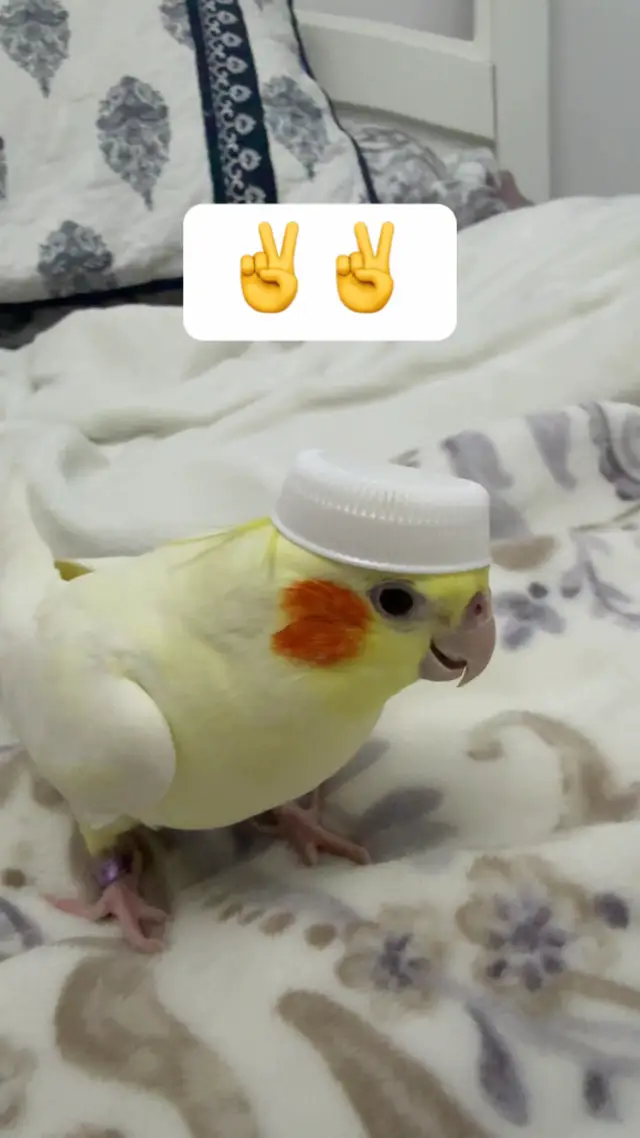 #طير #كروان #كنيور #لاتينو_كوكوتيل #السعودية 