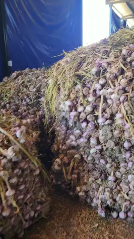 🌟 En AJO PRO 🌟 Nos caracterizamos por: 💰 Precios justos 🧄 Calidad garantizada 🚚 Servicio asegurado 🤝 Confianza en cada pedido ✨ ¡No dudes en consultarnos! ✨ #AjoPro #Calidad #Confianza #ServicioGarantizado #PreciosJustos 