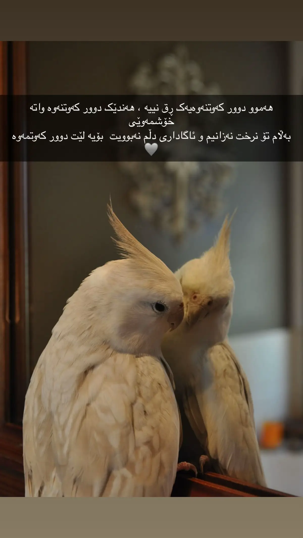 #کوردستان_سلێمانی_کەرکوک_هەولیر #fyp #foryou #هەولێر_سلێمانی_دەهۆک_ڕانیه_کەرکوک #ئەکتیڤبن🥀🖤ـہہـ٨ــہ 