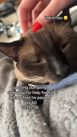 late may i rushed dumping to the er due to spraying blood/ lethargic, he had a urinary blockage. i couldn’t afford full treatment for the 3 days overnight, so they put a catheter in for a few hours to get him unblocked, he came home and reblocked over night. I rushed him to his normal vet for a cheaper visit where they unblocked him! He was doing well at home eating and moving and peeing, and then it stopped, he became sluggish again even after 2 days recoving well. I went to the vet to pick up a food stimulant to get him to eat. I gave him one dose and a few hours later he passed on june 1st. as i was out doordashing to try and get his bills paid to open up more room on my care crew to help him. unfortunately i came home and he was so stiff ☹️ i miss u beyond belief dumpy ☹️
