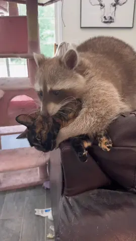 They’ve been together since they were babies. 🥹❤️ #raccoon #cat #catsoftiktok #cheating #cute 
