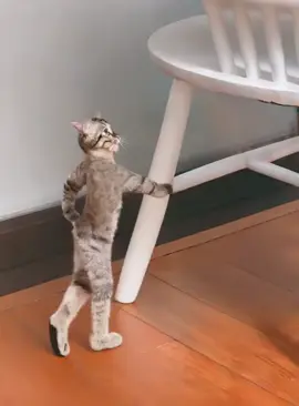 #cat #catsoftiktok #petcute #dongvatdangyeu #ketimlaigiacmo 