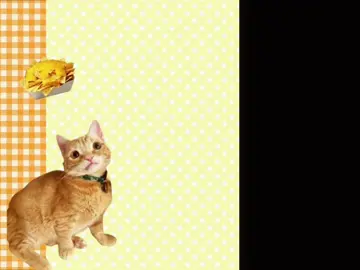 SO CUTE KITTEN@nacho_dwarf_cat #xzybca #fyp #viral #moodboard #cutecats 