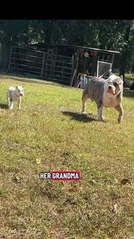 XL American Bully Puppy with confidence!! She walks it like she talks it! Angel is extremely smart. Sometimes too smart for her own good! Her confidence is so impressive for a young pup!! #xlbully #dogsoftiktok #puppy #americanbully #fypシ 