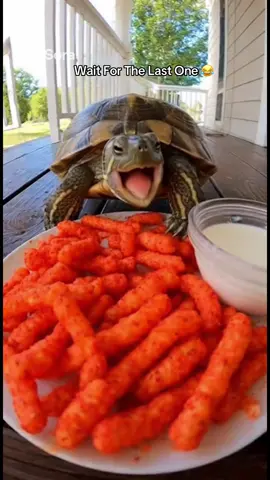 Animals Eating Spicy Food 😂 #funnyanimals #sora #viral #spicy #funny 