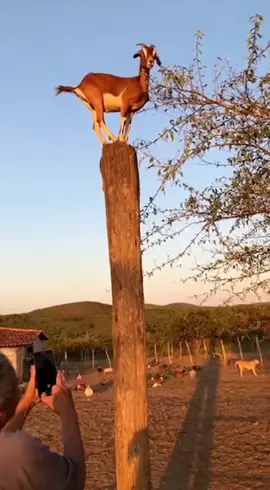 Como a cabra foi parar ali?😂  #animais #viral 