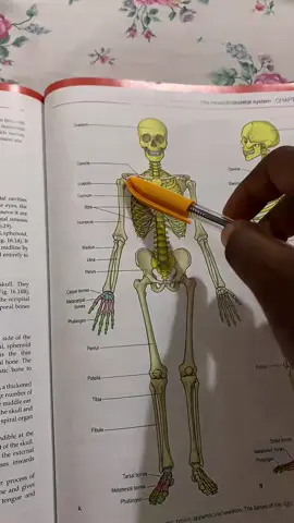 Without this song I wouldn’t have known the names #anatomyandphysiology #creatorsearchinsight #nursingstudent #ajayicrowtheruniversity 