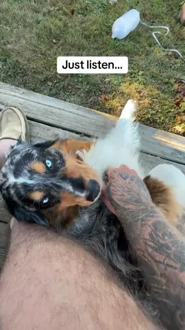 #australianshepherd #greatsong #countrymusic #listen #this 