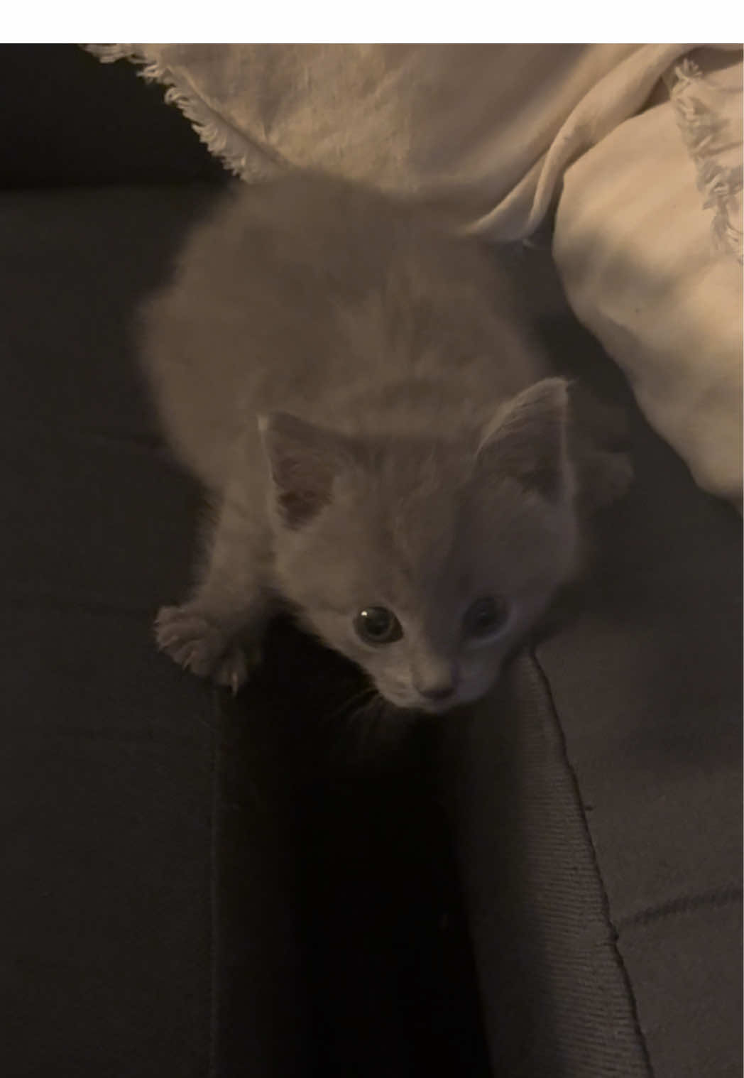 that was a CLOSE one #pebblethecat #catsoftiktok 