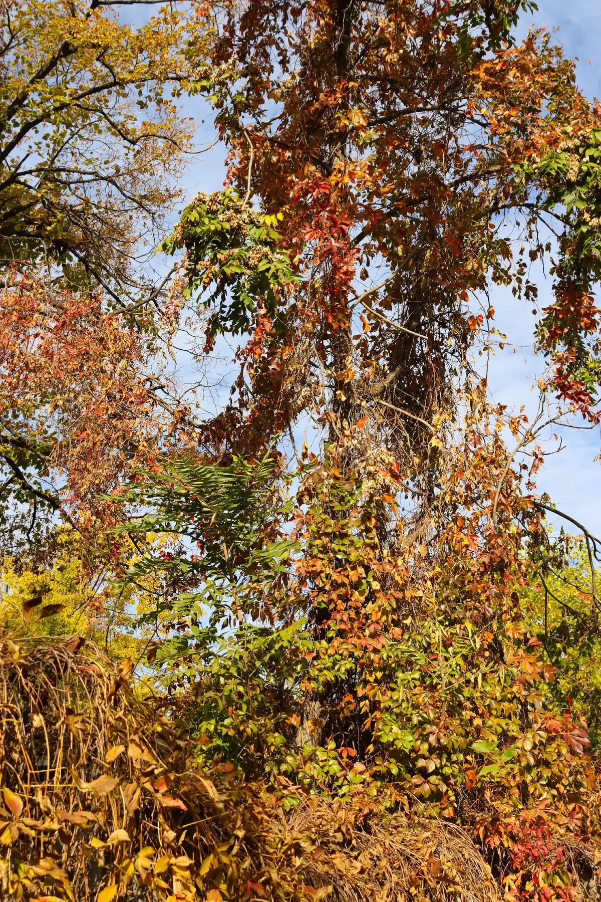 #lucy #photography #autumn #autumnvives🍂 