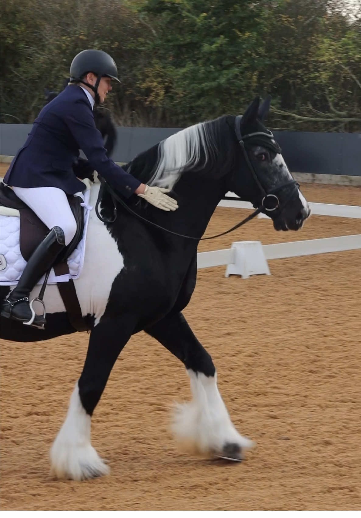Today we celebrated the Golden Oldies 😍 With our 15-19 and 20+ Veteran Horse Classes at the Associated Championships 🫶 #BritishDressage #equestrian #dressage #dressagetiktok #equestraintiktok 