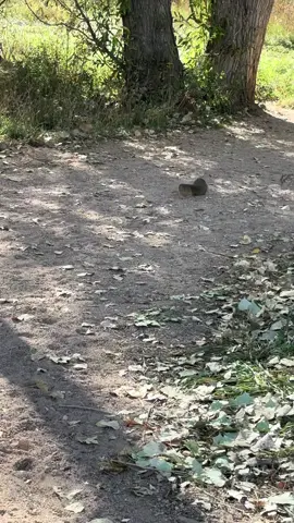 La policía 👮‍♀️🐿️🐿️#viral #foryoupage 