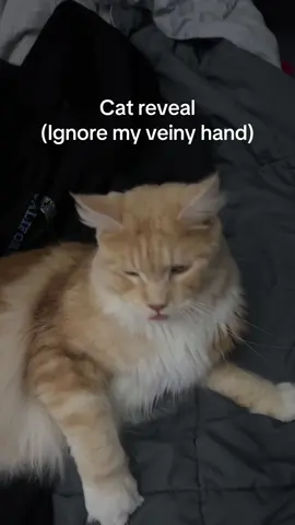 HE BIT ME #fyp #funny #cat #feet #mrwheppitt 