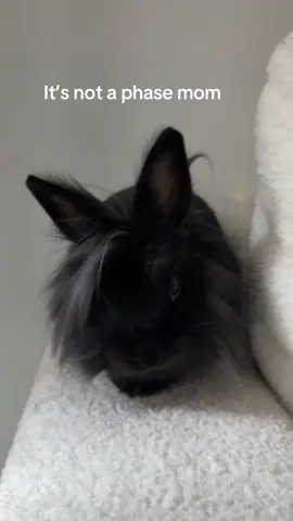 I am a vegetarian tho #bunnies #fyp 