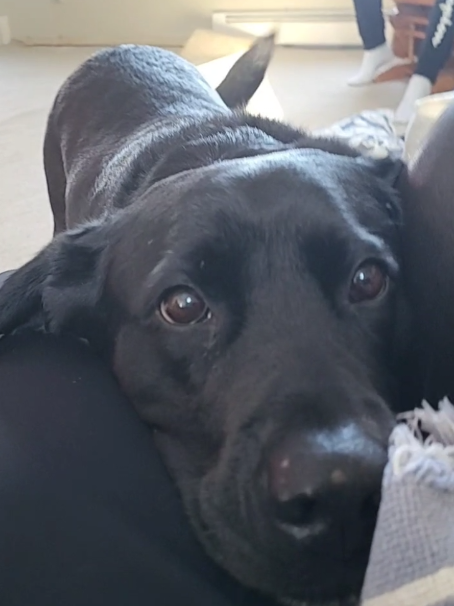 miss Molly girl
