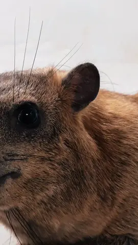 #صقر #fypppppppppppppppppppppppp #اذكروا_الله 