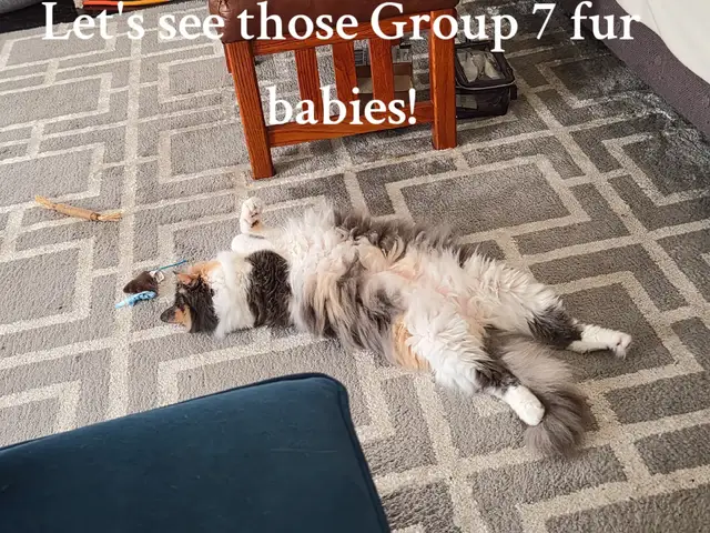 I want to see those G7 fur babies! #group7 #g7 #cat #catsoftiktok #furbaby 