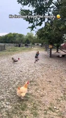 #stitch with @Barstool Outdoors WAIT IS THIS A ROOSTER OR A CHICKEN❓❓❓🐓🐔🐤🍗 🏃😱#krautmankicking #rooster #chicken #chased 
