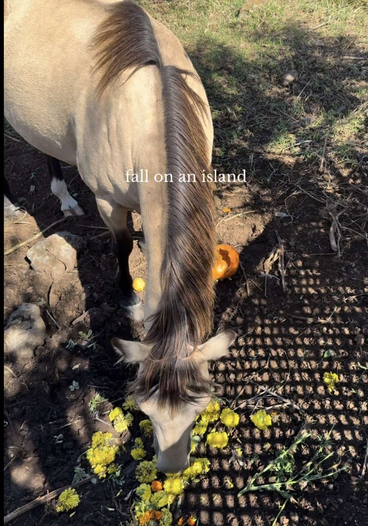 This time of year has never felt special or different living on O’ahu the past ten years. But this year getting to watch and really experience the season through her eyes has made it so much more fun! #fallactivities #hawaiilife #motherhood 