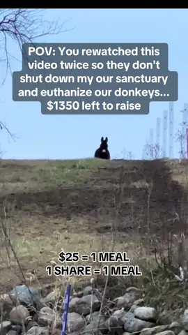 Your help is our hope #donkeysoftiktok #ponylove #usa🇺🇸 #donkeys #fyp 