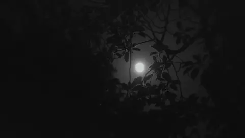 وإني بفكّر فيه ليل نهار 😔💙 . #قوله_ان_الشوق_دا_بقلبي_نار #كامل_ايهاب #لو_تسمح_يا_هوي #zeiii57 #d0e #d0p #viral | @Kamel Ehab 