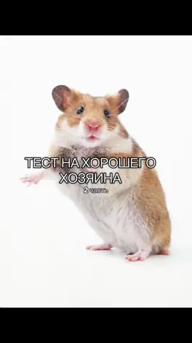 завтра будет 3-я часть#хомяк #выбери #хаус #fyp #foryou 