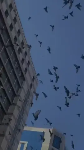 ليتني في سرب الحمامِ اللهم صل وسلم على نبينا وحبيبنا محمد #حمام #المدينه_المنوره #حرم #الحرم_المدني #اكسبلور 