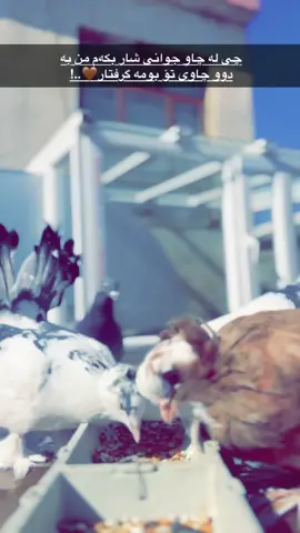 #halabja #foryou #foryoupage #parati #viralvideo 