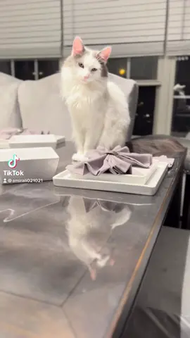 Cats are living proof that nature has a soft spot for cute things — tiny paws, big eyes, and a face that can melt anyone’s heart. They act like they own the world, and somehow, we let them… because they’re just that adorable. 🐾💛#cat#catsoftiktok 