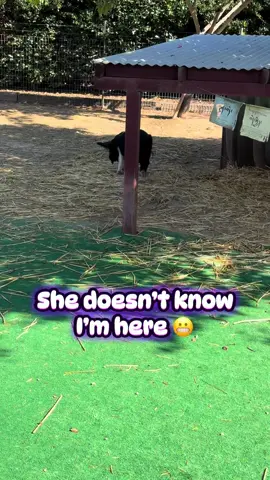 Always the best greeting❤️🐷 #hello #animals #fyp #piggy #rescue 