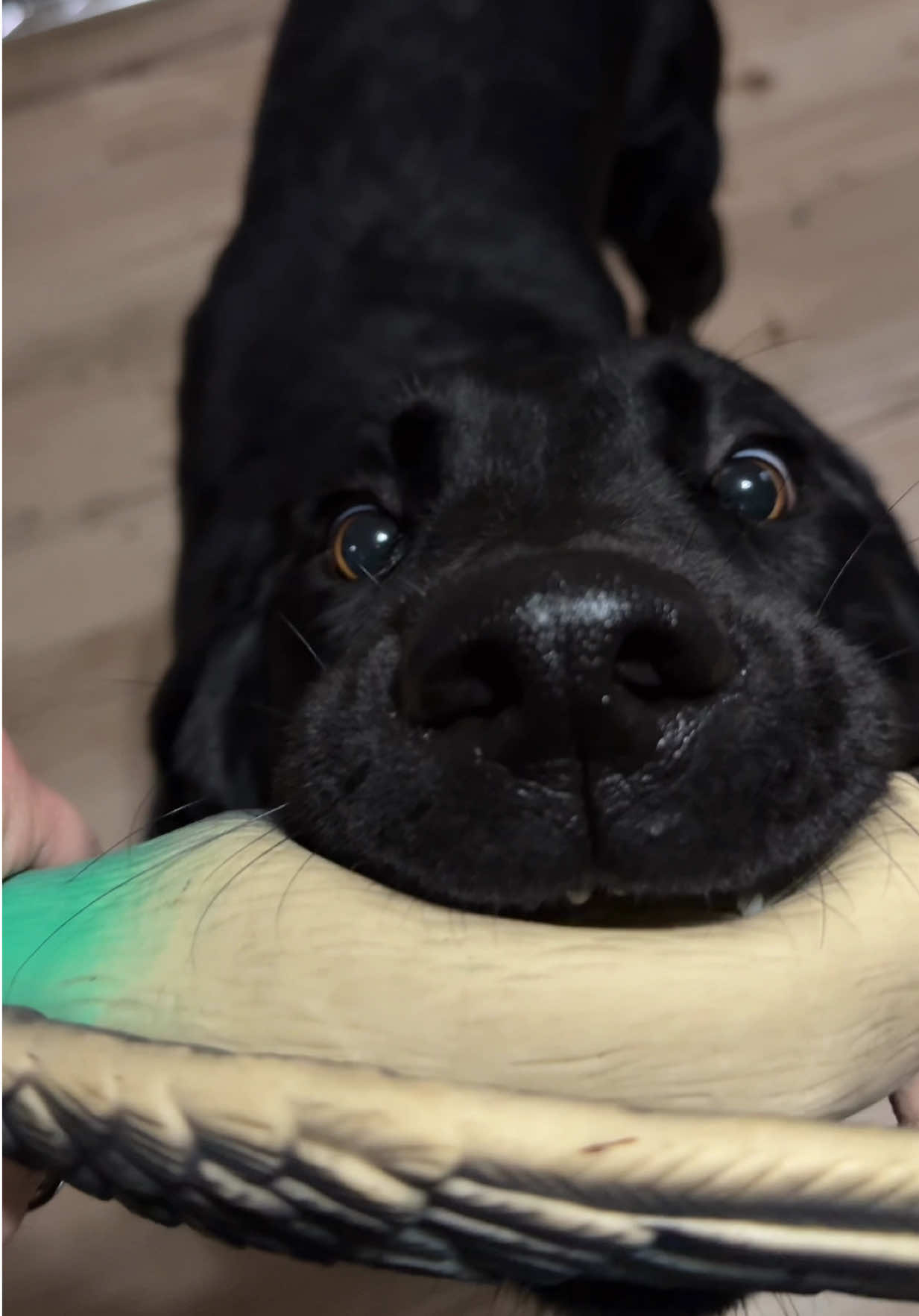 Rate your day if this was your pov….  #labradorretriever #funnydog #pov #dogsoftiktok 