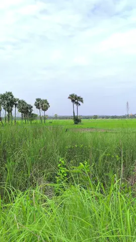 အကောင်းဆုံးတေးများ #ရောက်ချင်တဲ့နေရာရောက်👌 #ရောက်စမ်းfypပေါ် #မြန်မာသံစဥ်များကိုချစ်မြတ်နိုးသူ #တောသဘာဝတောအလှ😍 #တွံတေးသိန်းတန် 