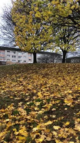 Change is never easy, but even the leaves learn to fall beautifully 🍂 