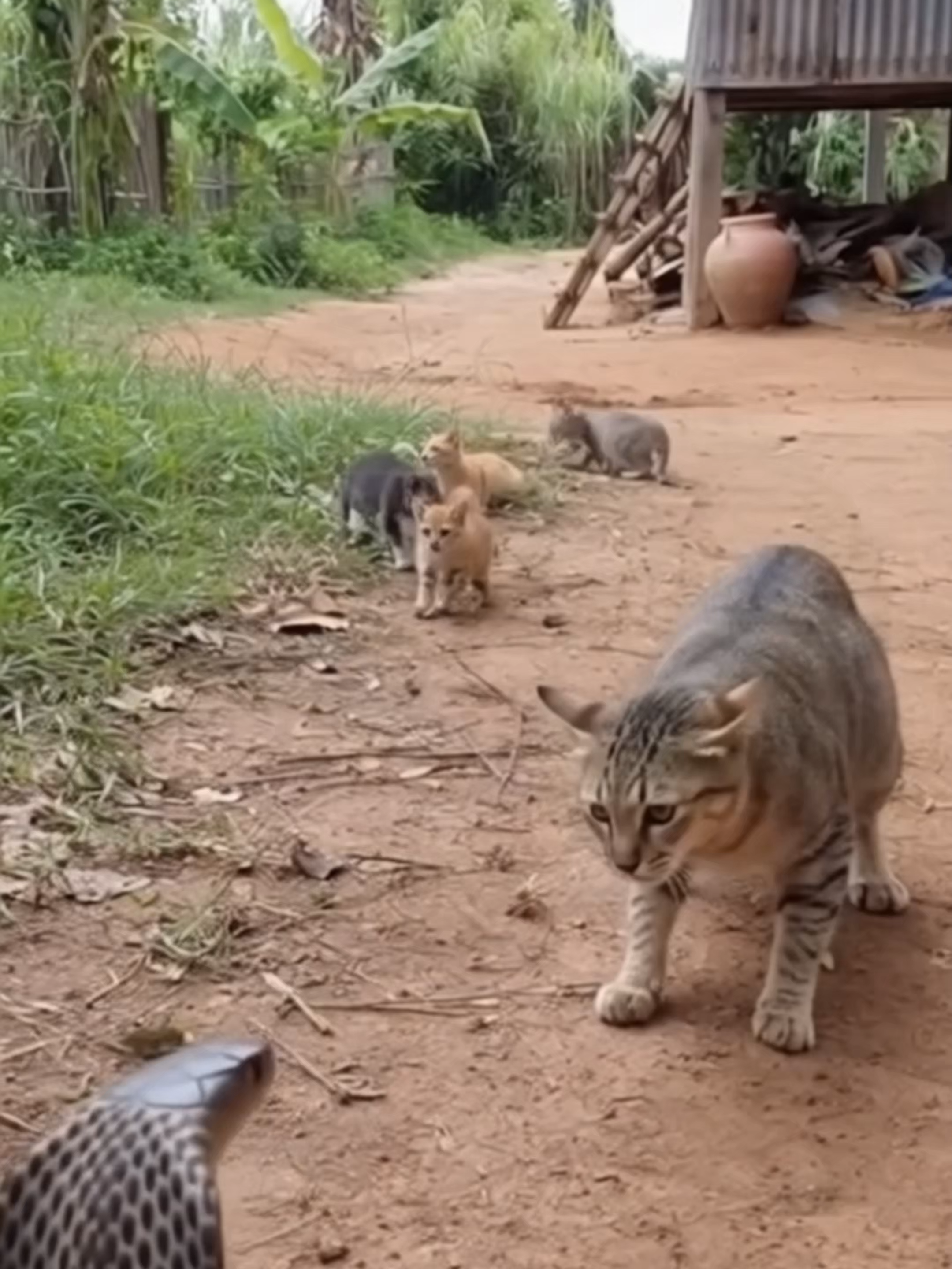 🐱Cat vs. Danger🤬 #Cat #Cute #shorts #viralvideo #fyp #usa #trending #Viral #AI  Short but powerful shorts, enjoy them with fun!!   Moments that make your everyday shine.  Reinterpreted and reimagined through the eyes of AI.   ⛑Note: This video is just a simulation / no real footage / no harm to anyone.⛑