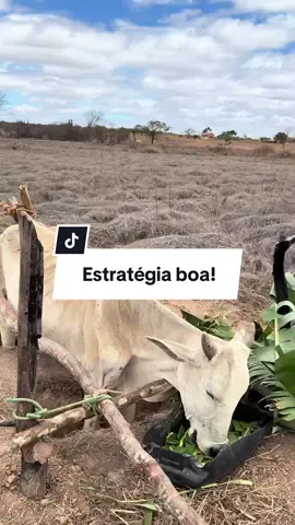 Método pra deixar vaca caída em pé! #vaca #doente #viral #foyu #gado 