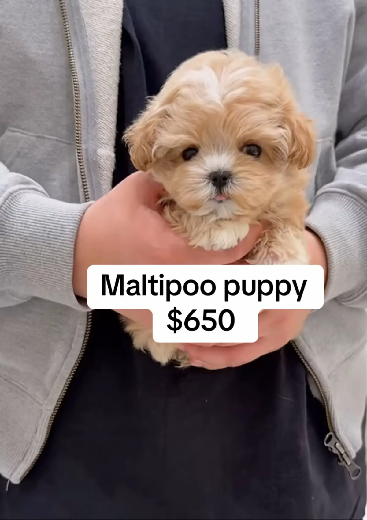Adorable Maltipoo puppy #maltipoo #maltipoopuppy #maltipoosoftiktok #fyp #poodle 