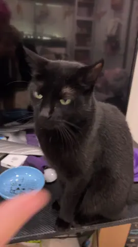 Stormy loves my husband and tolerates me but I love her so much 🥰🥰😫🖤🐈‍⬛