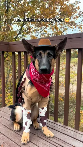 Cutest dog costume 🏆 #dogcostume #cowboydog #dogs #germanshepherd #germanshepherdsoftiktok #halloweencostume 