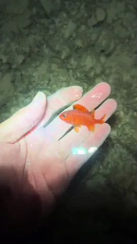 Unlocking new species! #fyp#fishing#aquarium#wildlife#animals 