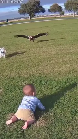 cachorro salva bebê da águia 🦅  #bebe #cachorro #ia 
