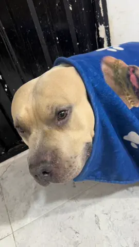 Perdón 😭🐶 #vikingo606 #americanbully #perros #perro #humor 