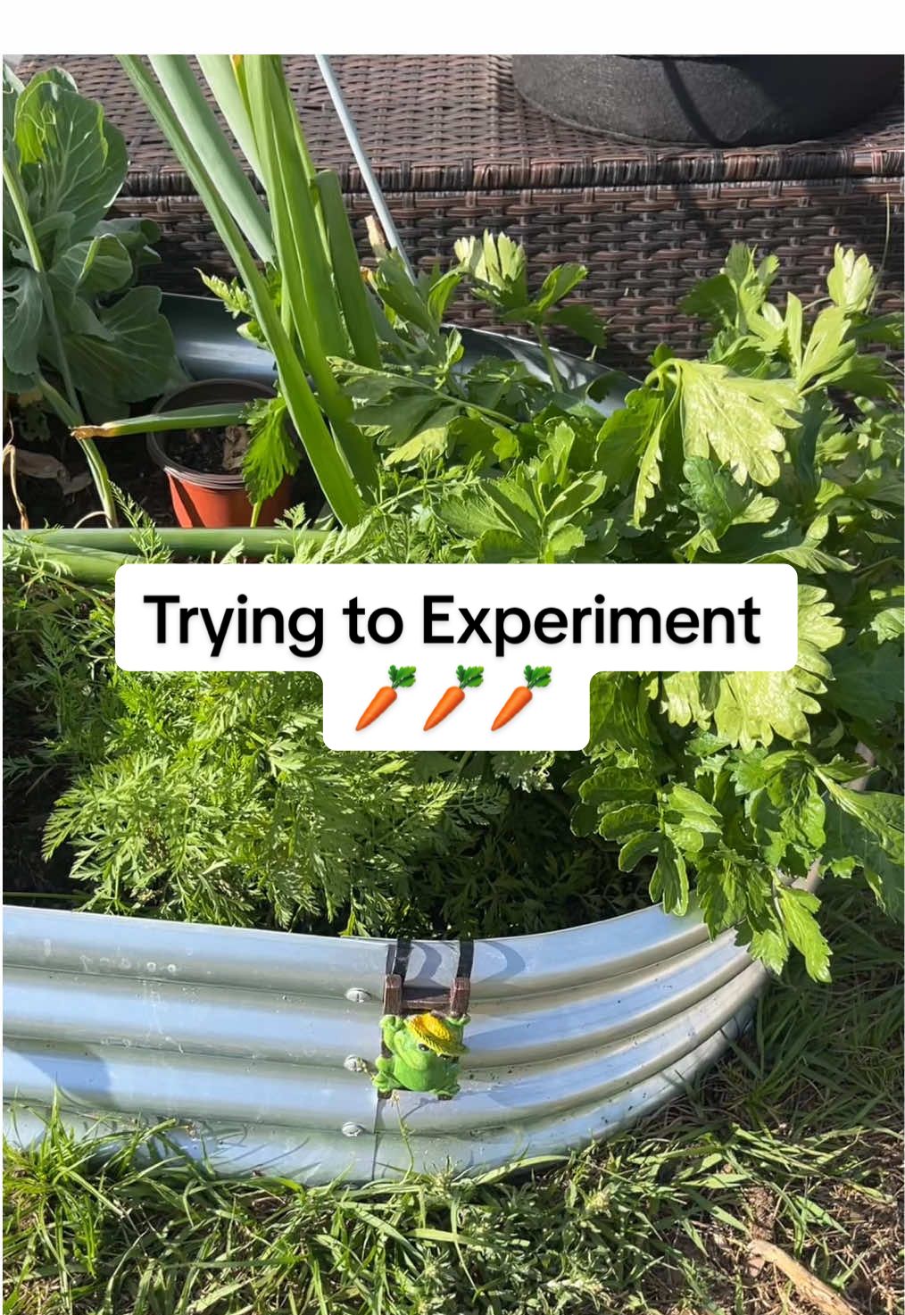 No you can’t, but if you let it bolt to flower it will give you seeds and you can plant your seeds and a few months later you will have your own harvest of carrots 🥕 #gardentok #Foodie 