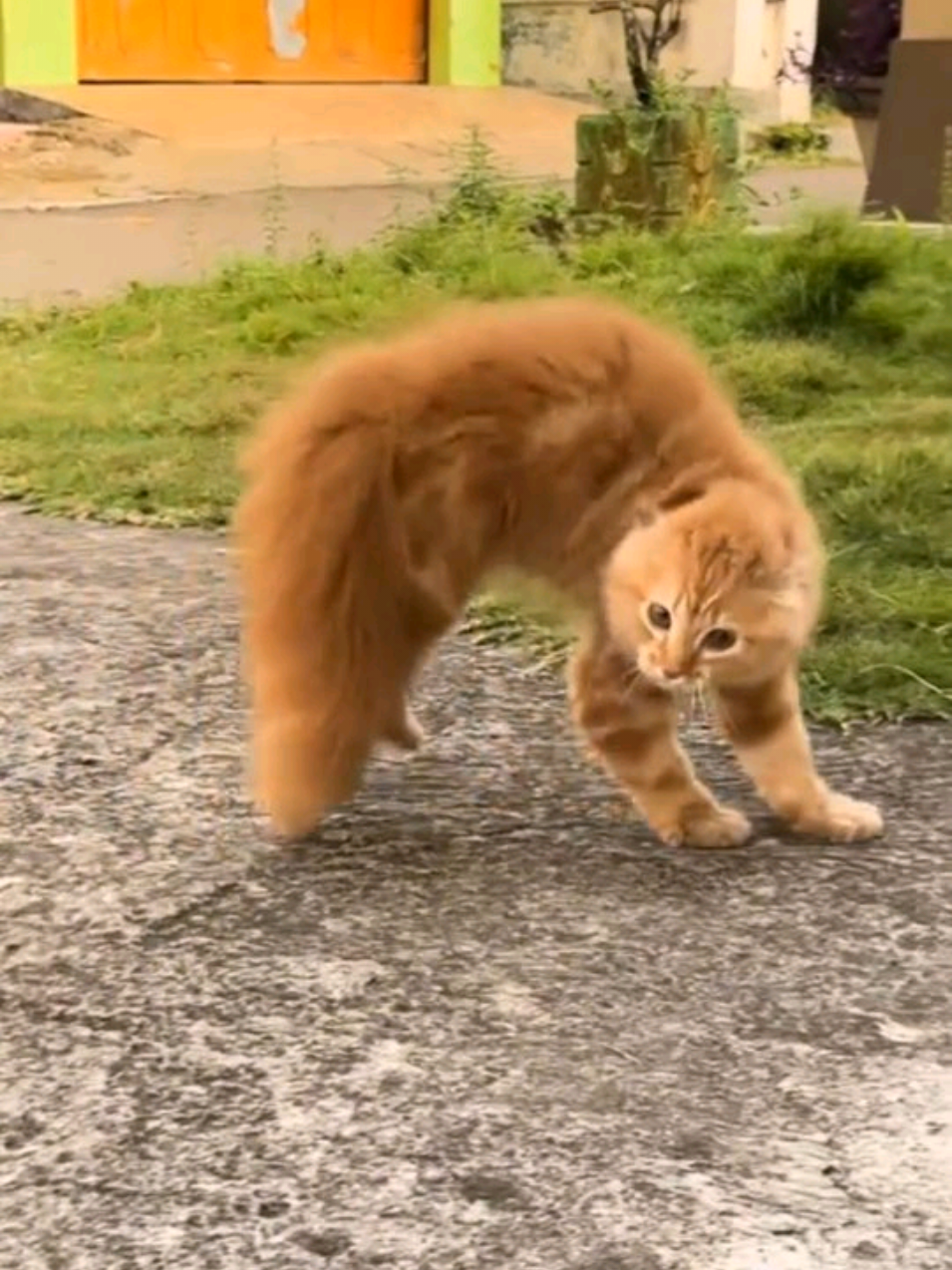 funny cat video 😹😹 #fuuny__comedy_tik_tok #starpets #forupage #petlover #catlover 