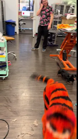 Neville is the best T-I-double G-ER!!! #tigger #doggrooming #SmallBusiness #barkberrysalon #dogsoftiktok 